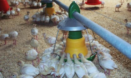 Comedouro Automático Peru Iniciador